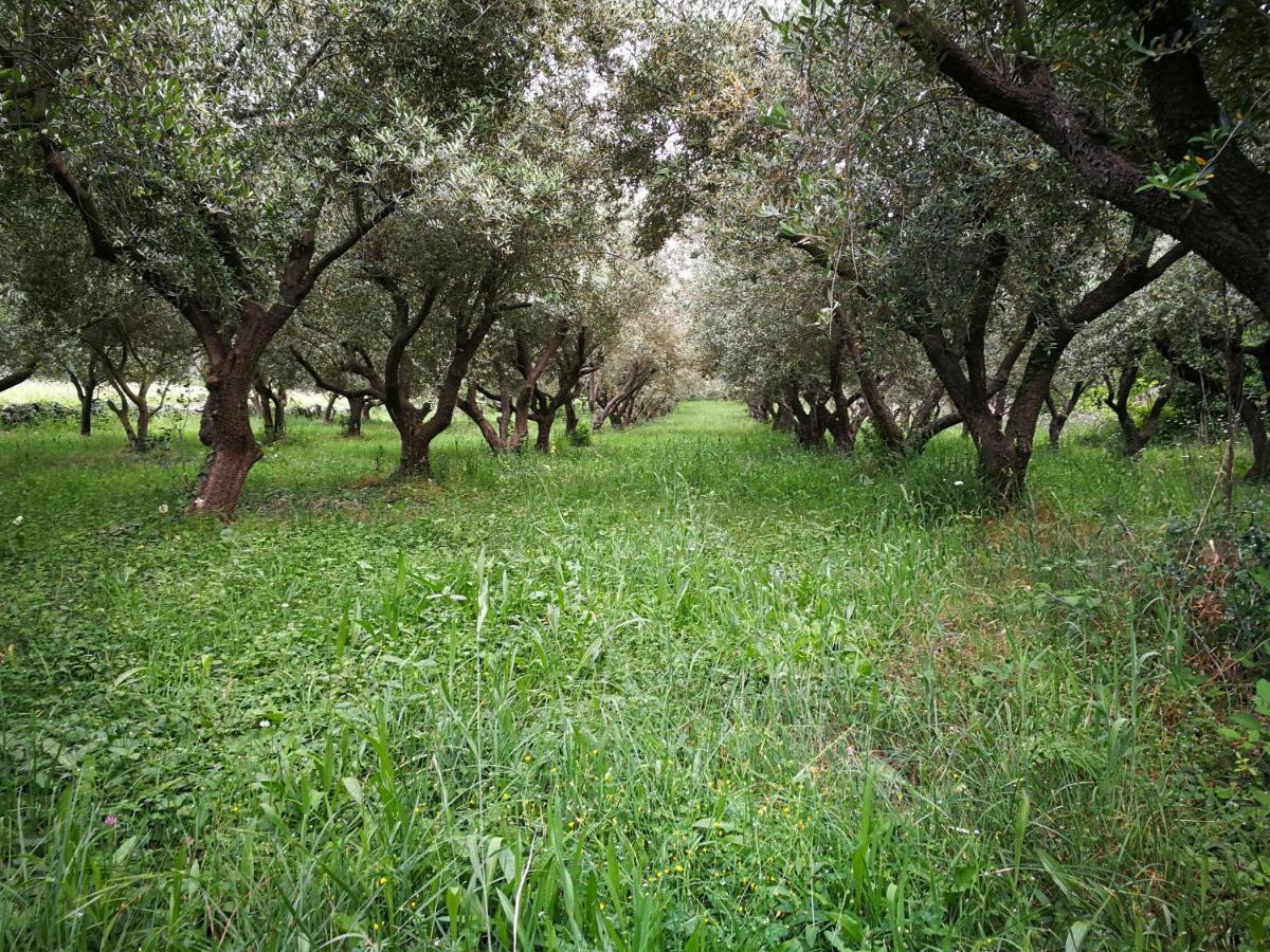 Ecohouse Oliveglia Villa Šilo Kültér fotó